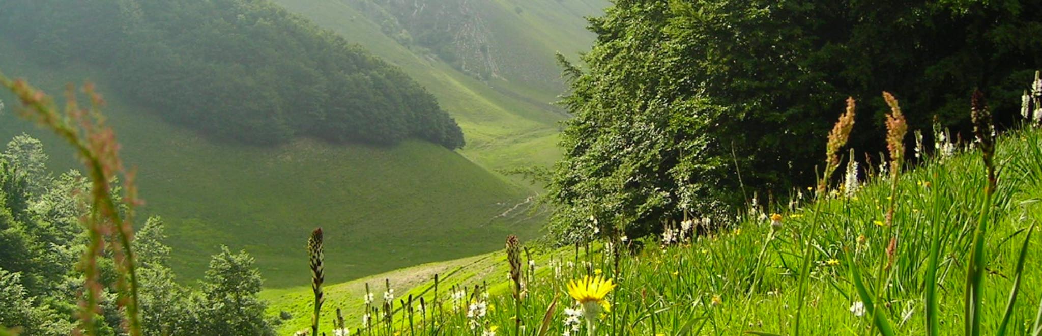 La via delle erbe